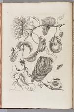 Maria Sibylla Merian opholdt sig et par i Surinam i 17. århundrede, hvor hun var stærkt optaget af den lokale fauna. Foto: Vejen Kunstmuseum 