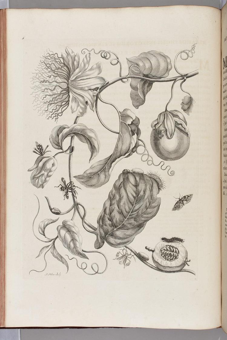 Maria Sibylla Merian opholdt sig et par i Surinam i 17. århundrede, hvor hun var stærkt optaget af den lokale fauna. Foto: Vejen Kunstmuseum 