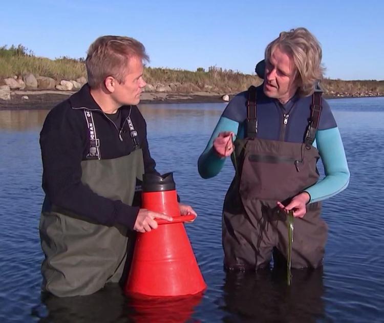 Tanglopper i Ringkjøbing Fjord har haft vrøvl med lungerne. Det har de ikke mere. Se, det er bedre nyt end så meget andet. 