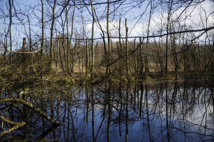 Rør den ikke! Flere statsskove burde ligge hen som urørt skov. Her ses Teglstrup Hegn ved Helsingør. Arkivfoto Anders Rye Skjoldjensen