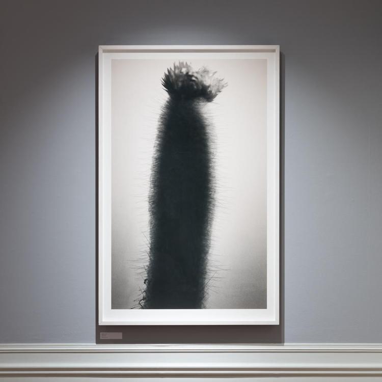 Slægtskabet mellem rank fauna og menneskeskabte søjler og statuer er et gennemgående tema i Tove Kurtzweils fotokunst. Pr/David Stjernholm