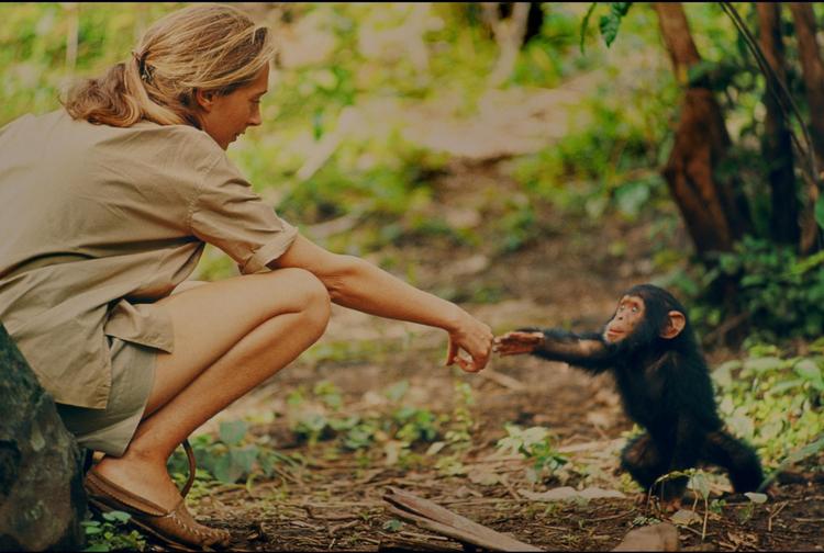 Jane Goodall med den lille chimpanse Flint, som var så tæt knyttet til sin mor, Flo, at da hun døde, holdt han op med at spise og døde få uger senere. National Geographic Creative/Hugo van Lawick