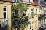 På Boe Sallingboes altan gror både træer, buske, krydderurter og jordbær. Næste projekt er en decideret skov. Arkivfoto: Finn Frandsen Arkivfoto: Finn Frandsen