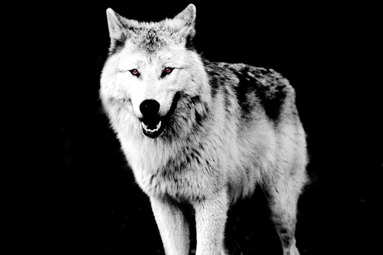 I litteraturen har ulven spillet en stor rolle gennem tiden. Foto Polfoto