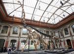 Et udvalg er kommet frem til, at opgravningen af det Brachiosaurus-skelet, der kan ses på Berlins  natur historiske museum, fandt sted på  en »fair« måde. Så i stedet for at sende  kolossen hjem vil Tyskland sende  eksperter til Tanzania, så de lokale kan lære at leder efter dinosaurusknogler. Stephanie Pilick/AP/AP