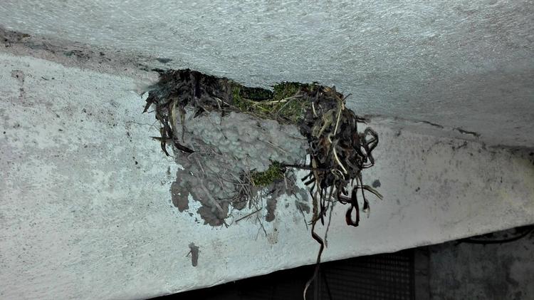 »Der er også gang i landsvaleynglen i år, men en af rederne bruges tilsyneladende ikke og har lange plantestykker stikkende ud«, skriver en læser undrende i denne uges brevkasse. Privat