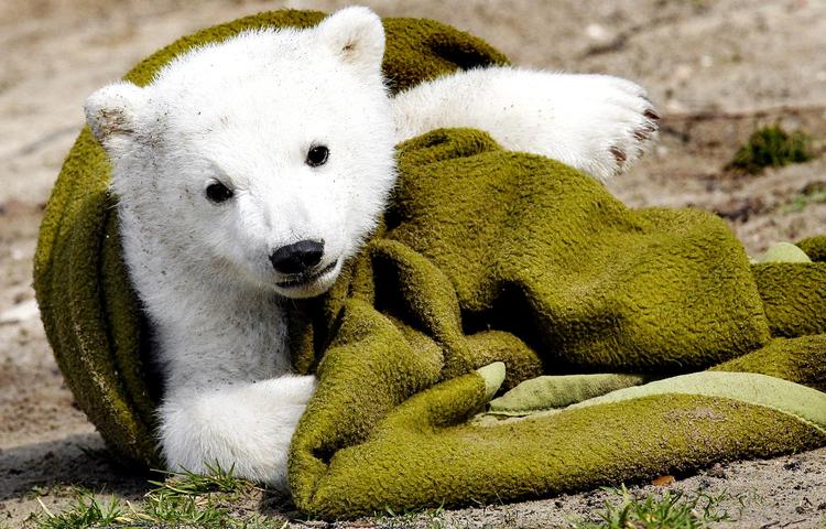 Isbjørneungen Knut.  Arkivfoto Michael Sohn