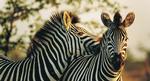 zebra_polfoto_web