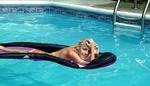 Pige i pool - SXC - 561442_43564629 ws