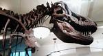 American-Museum-of-Natural-