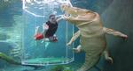 CrocosaurusCove_web