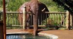 elefant_web