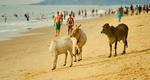 Goa_iStock_000002766925Medi