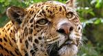 jaguar_flickr_web