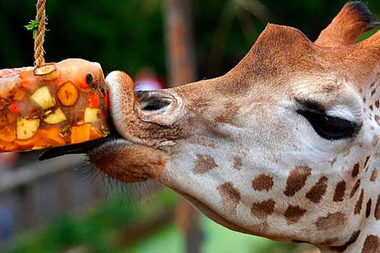 Londonzoo_web_TIM-IRELAND_A