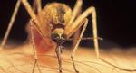 mosquito_web