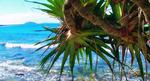 Tropical---SXXC---Dez-Pain_web