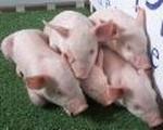 GENETICALLY ALTERED PIGS