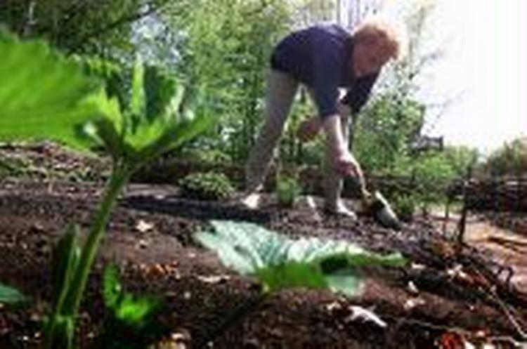 Lugearbejde i haven. - Foto: Kåre Viemose 