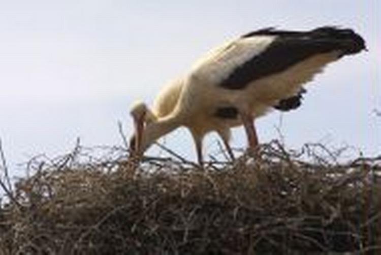 Foto: John Garp, Ugeavisen i Ribe 