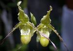Hans Christiansen, orchide-gartner i Fredensborg. har opdaget og artsbestemt en ny orchide. Derfor er den gulgrønne plante opkaldt efter ham selv: "Phragmipedium christiansenianum". 
