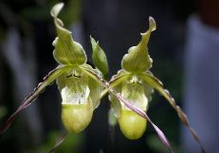 Hans Christiansen, orchide-gartner i Fredensborg. har opdaget og artsbestemt en ny orchide. Derfor er den gulgrønne plante opkaldt efter ham selv: "Phragmipedium christiansenianum". 
