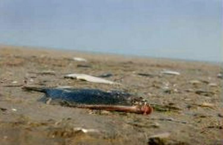 Danmark oplever i øjeblikket det værste iltsvind i 25 år. -Foto: Rasmus Baaner 