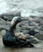 SPAIN OIL SPILL 