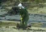 Mange frivillige hjælper med at fjerne olie. - Foto: AP 