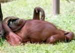 Hvis den amerikanske forfatter Mark Twain var genopstået som orangutang, ville han nu igen kunne sige: »Rygtet om min død er stærkt overdrevet«. - Foto: AP 
