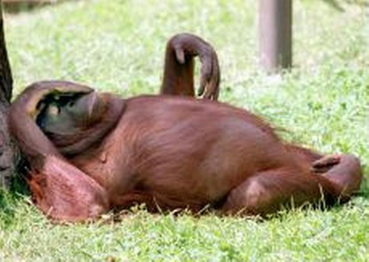 Hvis den amerikanske forfatter Mark Twain var genopstået som orangutang, ville han nu igen kunne sige: »Rygtet om min død er stærkt overdrevet«. - Foto: AP 