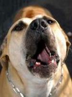 Pitbull
