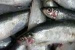 Salg af fisk på Københavns Fisketorv