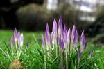 Vinteren er forbi, siger DMI. Og nattefrosten er på vej væk, og det er disse krokus sikkert glade for. - Foto: Thomas Borberg!       � 