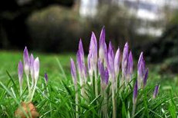 Vinteren er forbi, siger DMI. Og nattefrosten er på vej væk, og det er disse krokus sikkert glade for. - Foto: Thomas Borberg!       � 