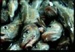 Fiskeindustri på Bornholm