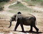 En elefant på adstadig march, men den kan faktisk løbe. - Foto: Jens Dresling 