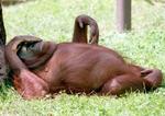 En orangutang slapper af i Berlins zoologiske have. - Foto: AP 
