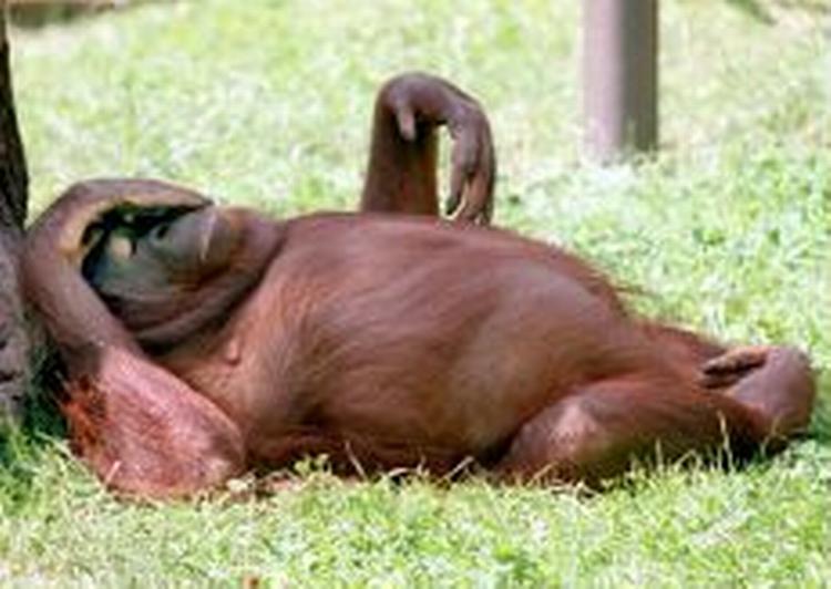 En orangutang slapper af i Berlins zoologiske have. - Foto: AP 