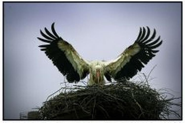 De svenske naturorganisationer er ulig deres danske søsterorganisationer positive over for stormefarmene. Her et billede fra en svensk storkefarm. - Foto: Morten Langkilde 