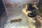 Rotten på billedet her er død og opholder sig i et glasbur på Zoologisk Museum. Så heldige er de ikke i Nr. Bjert. - Foto: Kim Agersten 