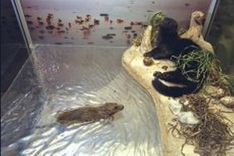Rotten på billedet her er død og opholder sig i et glasbur på Zoologisk Museum. Så heldige er de ikke i Nr. Bjert. - Foto: Kim Agersten 