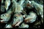 Fiskeindustri på Bornholm