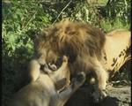 Hanløven Olek blev godt modtaget i hunburet i Zoologisk Have i København. - Foto: LocalEyes 