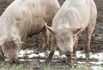 Salmonella-typen DT 108, der har gjort de mange svenskere syge, er yderst sjælden i Danmark og har kun været skyld i et sygdomstilfælde herhjemme de seneste ni år. - Arkivfoto: Ole Buntzen 