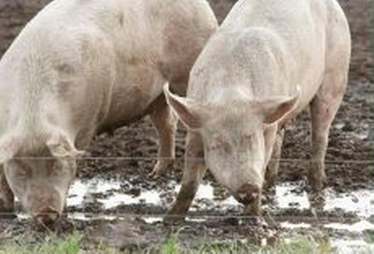 Salmonella-typen DT 108, der har gjort de mange svenskere syge, er yderst sjælden i Danmark og har kun været skyld i et sygdomstilfælde herhjemme de seneste ni år. - Arkivfoto: Ole Buntzen 