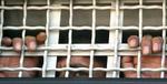 En palæstinensisk fange kort før sin løsladelse. - Foto: AP 