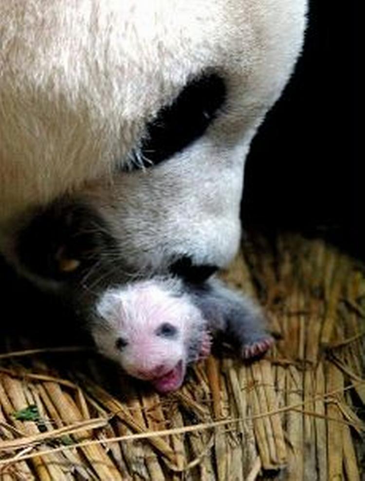 Den nyfødte pandaunge i Californien ligner formentlig sin artsfælle fra Kina på det ovenstående billede. - Foto: AP 
