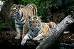 Zoologisk Have