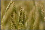 Visse kornsorter kan godt tåle at vokse ved siden af GMO-afgrøder. Men det koster mange penge at adskille dem. - Foto: Thomas Borberg 